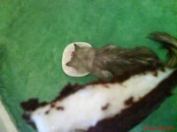 ice cream.JPG