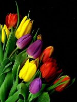 Flowers-Tulips_C01.jpg
