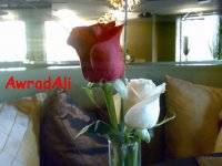 20090404462.jpg