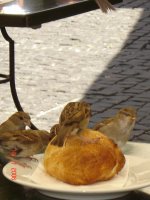 DSC02045.jpg