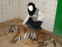 I love tiger.jpg