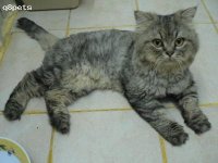 CAT.jpg