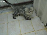 CAT 2.jpg