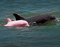 animal_oddity_pink_albino_dolphin68.jpg