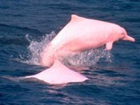 dolphin%201.jpg