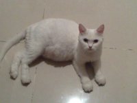 basbosa.jpg