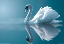 lg13399+reflecting-in-blue-water-swan-poster.jpg
