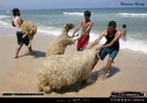 خروف.jpg