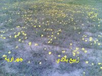 ربيع.JPG