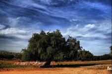 argan.jpg