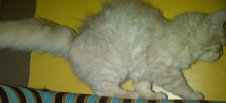 lulu5.jpg