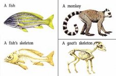 bk_skeleton_fish.jpg