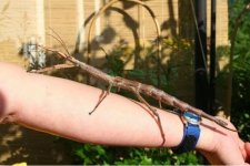 مكافحة حشرات.jpg مكافحة حشرات.jpg