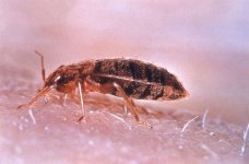 1280px-Cimex_lectularius-696x458.jpg 1280px-Cimex_lectularius-696x458.jpg