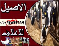 اعلاف مواشي 3.jpg