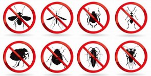 البق 2.jpg البق 2.jpg