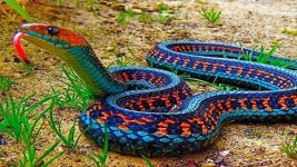 الثعابين-scaled.jpg الثعابين-scaled.jpg