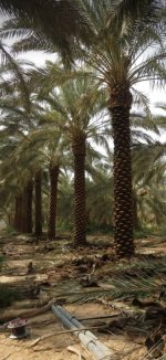 توريد نخيل ‫(38077020)‬ ‫‬.jpg