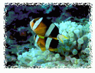 fish.gif