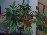 20070817169.jpg