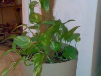 20070817172.jpg