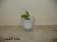 لبن بالنعناع.jpg