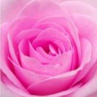 أمة2006