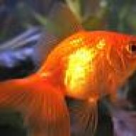 gold fish