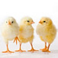 Yellow_Chick