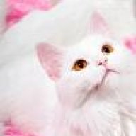 كويتيه وورديه