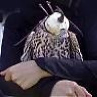 الـشـيـهـانـه