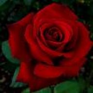 *Red Rose*