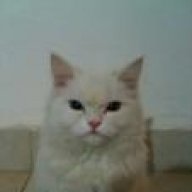BiShA