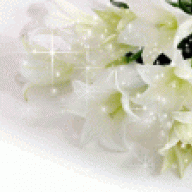 lotusq8