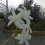 ربة الحسن 2