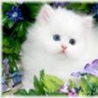 Miss Miaw