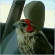 شيهانه الدمام