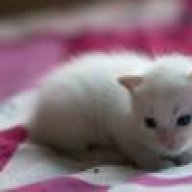 Le chat