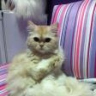 b6oosha