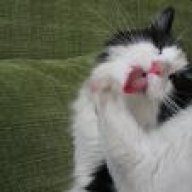 Q8_Diva