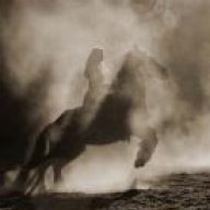 القصيدة