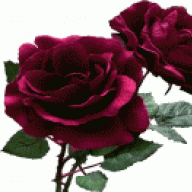 بطة 2009