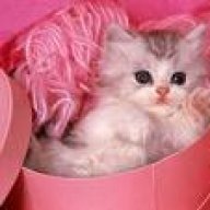 cat_q8