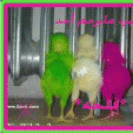 مس*فلحه*