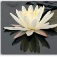 prim rose