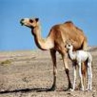مفحطه بناقه