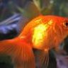 gold fish