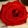 اموونه المزيونه
