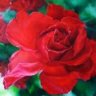 al _9afaR ~ Q8