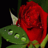 المزهريه